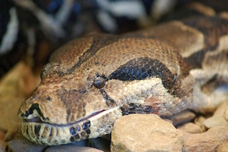 La Titanoboa, la serpiente más grande de la historia,…